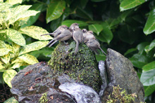 Bushtit